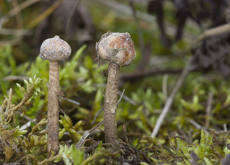 Tulostoma brumale